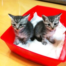 YOSA PARK 雲母　新潟市 ヨサパーク キララ yosa ヨサ 東区 よもぎ蒸し ダイエット YOSA PARK 雲母 