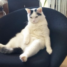 YOSA PARK 雲母　新潟市 ヨサパーク キララ yosa ヨサ 東区 よもぎ蒸し ダイエット YOSA PARK 雲母 