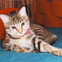 YOSA PARK 雲母　新潟市 ヨサパーク キララ yosa ヨサ 東区 よもぎ蒸し ダイエット YOSA PARK 雲母 