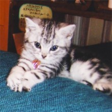 YOSA PARK 雲母　新潟市 ヨサパーク キララ yosa ヨサ 東区 よもぎ蒸し ダイエット YOSA PARK 雲母 